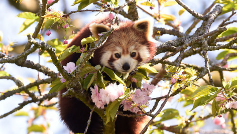 Raudonoji panda, įsikorusi į žydinčią vyšnią laukinės gamtos parke. Parkui žmonės aukoja pinigus, kad šis galėtų tinkamai pasirūpinti gyvūnais, kai buvo priverstas uždaryti duris dėl pandemijos. St. Florence, Velsas.