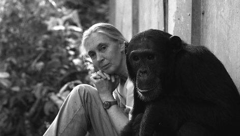 Jane Morris Goodall su alfa patinu Freudu. Nuotrauka i&scaron; &bdquo;Vilties knygos&ldquo; 