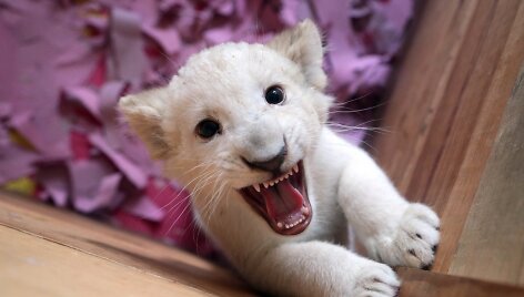 Baltojo liūto jauniklis Meksikos zoologijos sode