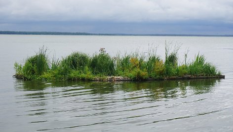 Sala Kuršių mariose, kurioje užaugo ir pomidorai.