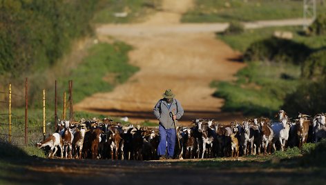 Avių ganytojas Ispanijoje