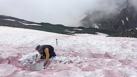 Raudonas sniegas Alpėse