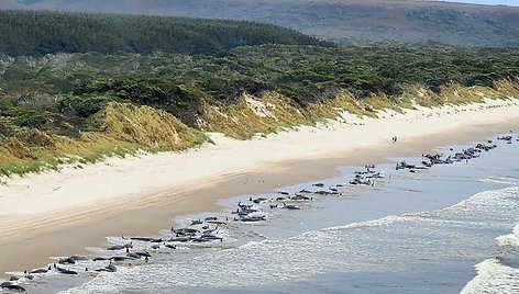 Tasmanijos pakrantėje užstrigo šimtai banginių