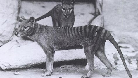 Sterblinis vilkas (Thylacinus)
