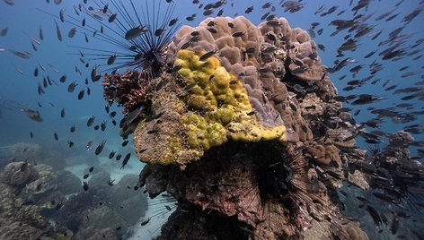 Koralų rifas Tailande