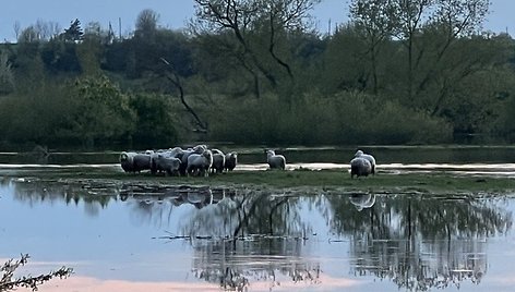 Kėdainiuose Nevėžyje skęsta dešimtys avių