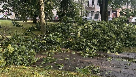 Vilniuje dėl liūties virsta medžiai