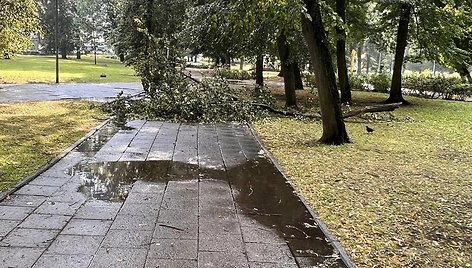 Vilniuje dėl liūties virsta medžiai