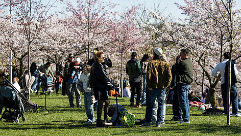 Pražydusios sakuros sutraukė minias žmonių