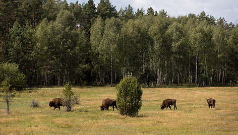 Stėgalių stumbrynas