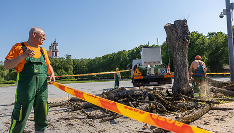 Liepų šalinimas Lukiškių aikštėje