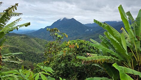 Kinabalu kalnas, Borneo, Malaizija