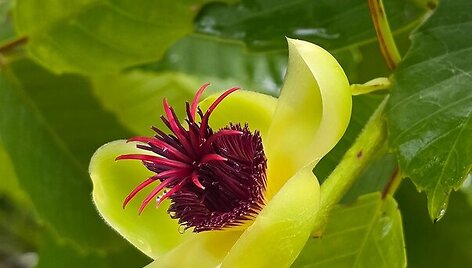 Borneo, Malaizija