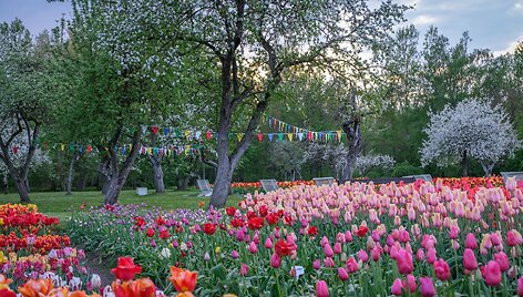 Burbi&scaron;kio dvaro festivalis &bdquo;Tulpių žydėjimo &scaron;ventė&ldquo;