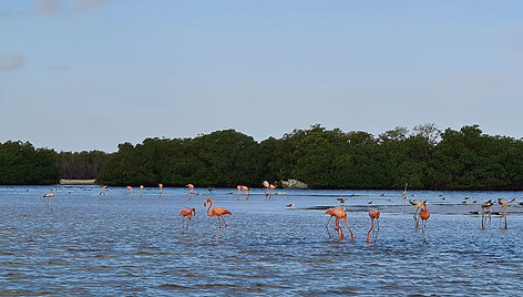 Rio Lagartosas, Meksika
