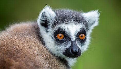 Lemūras, Madagaskaras