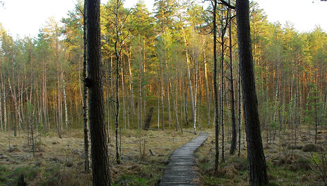 Gurakalnės pelkės takas