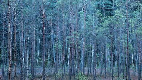 Gurakalnės pelkės takas