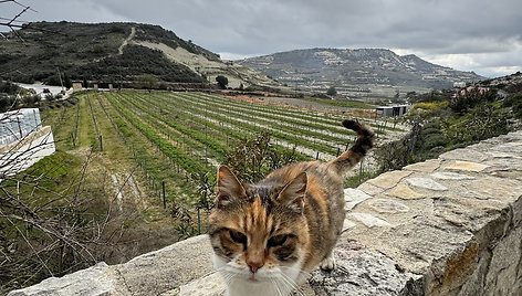 Kipro katinėlis 