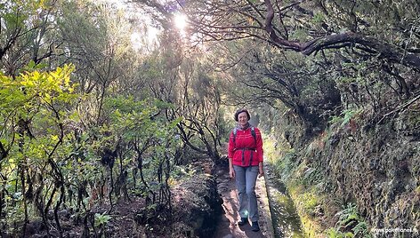 Levada do Alecrim