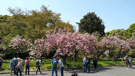 Pasitikrinkime, ar mes čia gražiai nusifotografavome prie sakurų