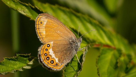 Rudakis satyriukas 