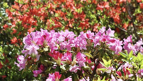 VDU Botanikos sodo rododendrai ir alyvos