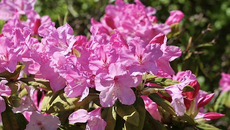 VDU Botanikos sodo rododendrai ir alyvos