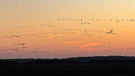 Gervių palydos Sulinkių pelkėje (Radviliškio r.)