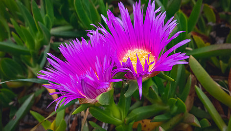 Katės nagai (Carpobrotus edulis) 