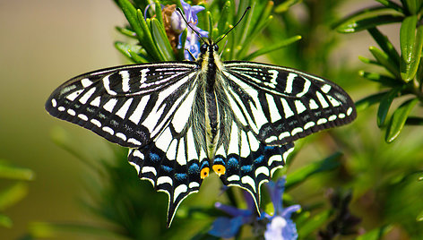 Papilio xuthus drugys
