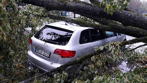 Lazdynuose medis užvirto ant automobilio