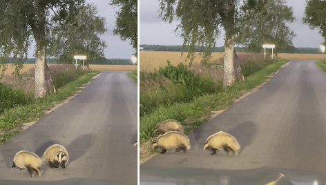 Prie Žemgrindžių kaimo (Klaipėdos raj.) pastebėta barsukų šeimyna