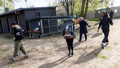 Aukštesnis tikslas suvienija – „Nestlé Baltics“ gyvūnų prieglaudoms paaukos daugiau nei 1,3 tonas maisto 