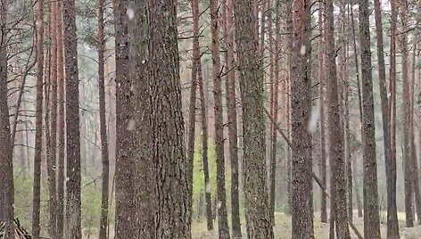 kleboniskio-miske-sninga