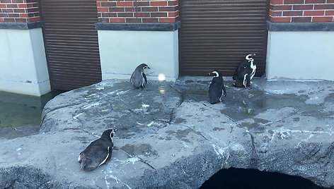 saule-gaudantys-pingvinai-suzavejo-minias-juru-muziejaus-smalsuoliu