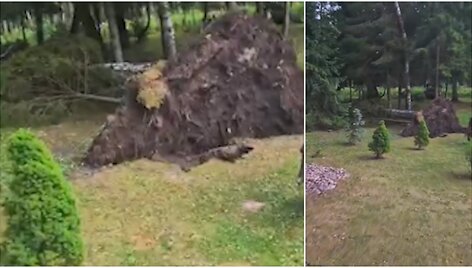 Audra Roki&scaron;kio rajone i&scaron;vertė medžius