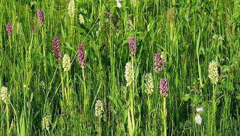 Šilėnų pelkėje rastos net septynios lietuviškų  orchidėjų rūšys