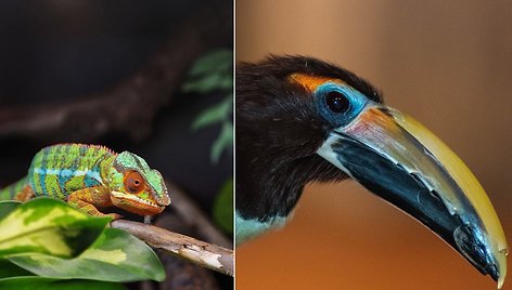 Vilniaus zoologijos sode – nauji gyventojai