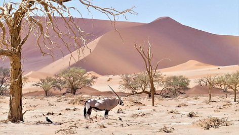 Namibija. Kuo džiugina gyvenimas dykumoje?