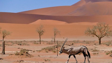 Namibija. Kuo džiugina gyvenimas dykumoje?