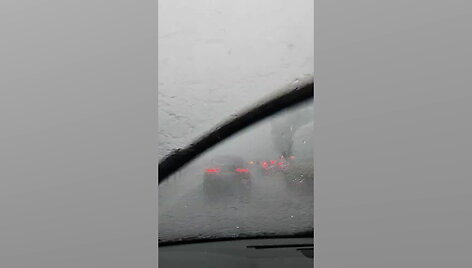 didele-liutis-trukde-ir-vairuotojams-automobiliai-vos-judejo