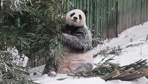 pekine-iskritusiu-sniegu-dziaugiasi-ir-didzioji-panda