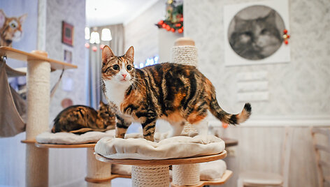 &bdquo;Cat Cafe&ldquo; &ndash; daugiau nei kavinė: unikalus socialinis verslas, kuriantis vertę investuotojams