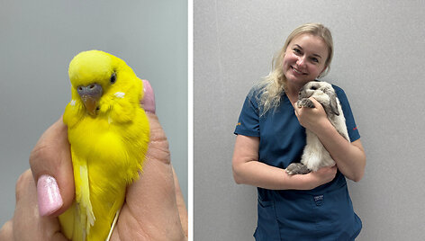 Diena su veterinaru: egzotinių gyvūnų gydytojos kasdienybė &ndash; nuo dantų &scaron;lifavimo iki sudėtingų operacijų