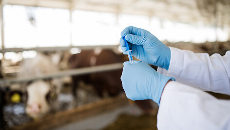 Tylioji pandemija: kaip antibiotikų perteklius žemės ūkyje veikia visuomenės sveikatą?