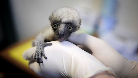 Mažas Madagaskaro lemūras rankose