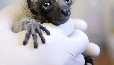 Madagaskaro lemūro jauniklis