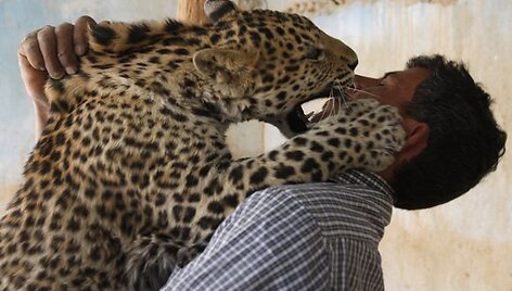 Leopardas bando įkasti prižiūrėtojui.