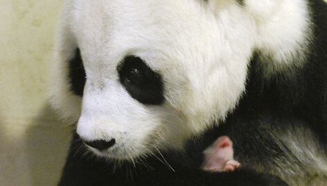 1 dienos panda